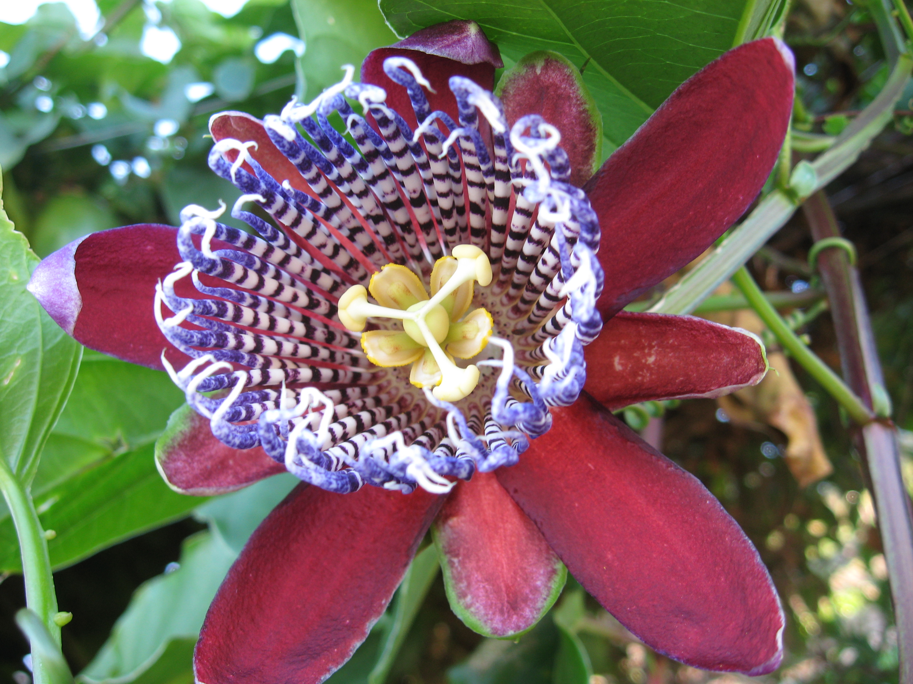 winged-stem passion flower